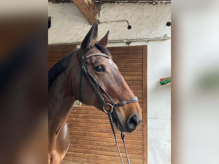 Bavarian Warmblood Mare 12 years 16,1 hh Brown in Grafenrheinfeld