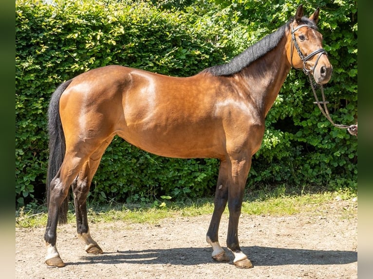 Bavarian Warmblood Mare 12 years 16,2 hh Brown in Dudeldorf