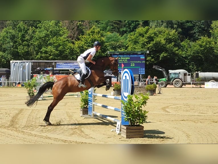 Bavarian Warmblood Mare 12 years 16,2 hh Brown in Dudeldorf