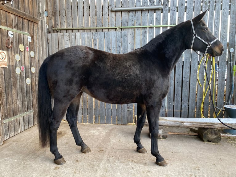 Bavarian Warmblood Mare 12 years 16,3 hh Smoky-Black in Schopfloch