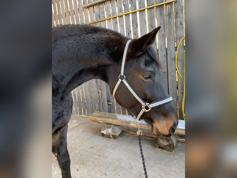 Bavarian Warmblood Mare 12 years 16,3 hh Smoky-Black in Schopfloch