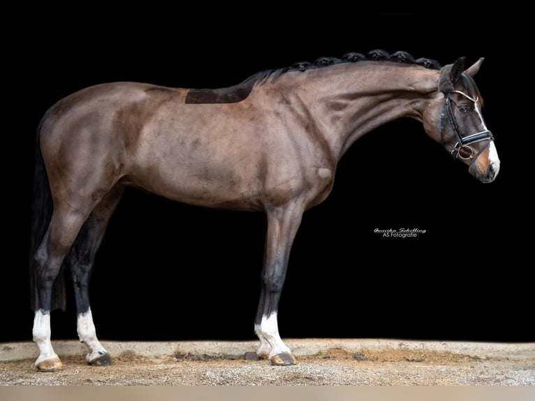 Bavarian Warmblood Mare 12 years 16,1 hh Bay-Dark in Ötisheim