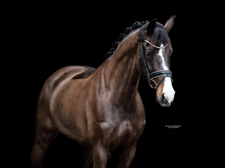 Bavarian Warmblood Mare 12 years 16,1 hh Bay-Dark in Ötisheim