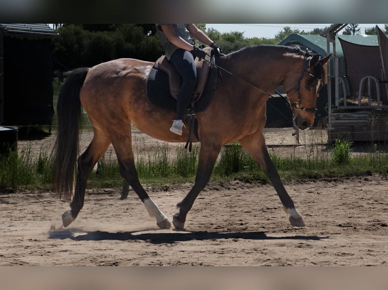 Bavarian Warmblood Mare 12 years 16,2 hh Bay-Dark in Haibach