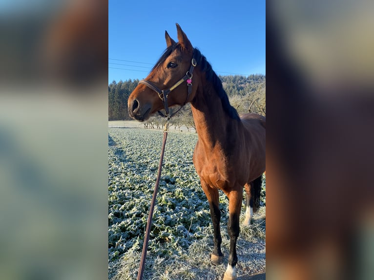 Bavarian Warmblood Mare 12 years 16,2 hh Bay-Dark in Haibach