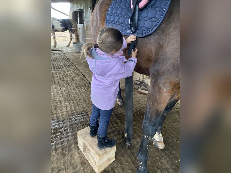 Bavarian Warmblood Mare 12 years 16,2 hh Bay-Dark in Haibach