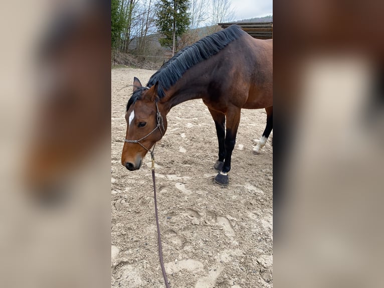 Bavarian Warmblood Mare 12 years 16,2 hh Bay-Dark in Haibach