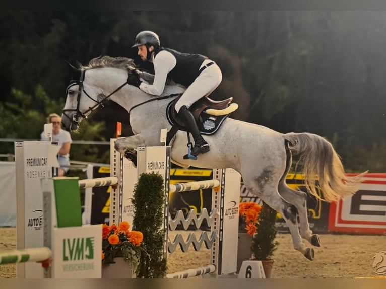 Bavarian Warmblood Mare 12 years 16,3 hh Grey in Sch&#xF6;llnach