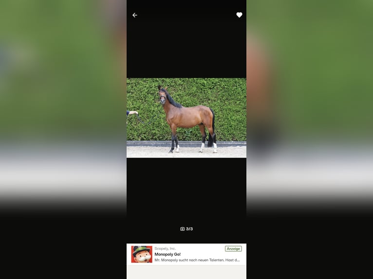 Bavarian Warmblood Mare 12 years 17 hh Brown in Erkrath