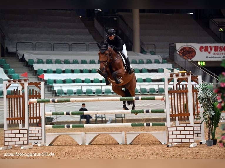 Bavarian Warmblood Mare 12 years 17,1 hh Brown in Pfaffenhofen an der Ilm