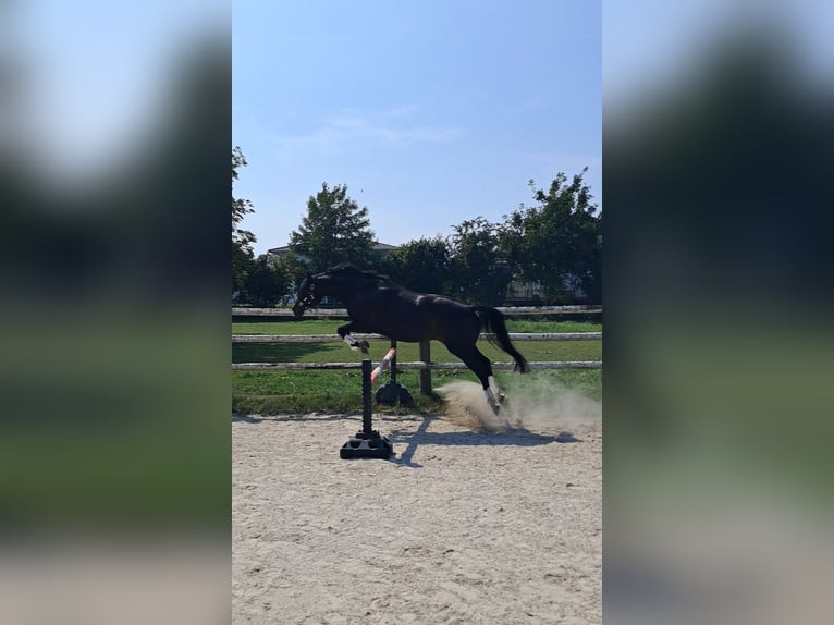 Bavarian Warmblood Mare 13 years 16.1 hh Bay-Dark in Oberpöring