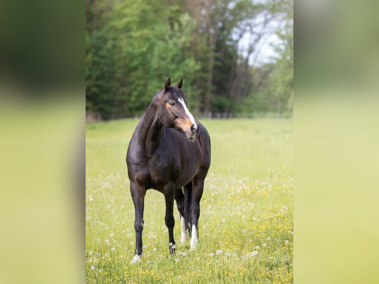 Bavarian Warmblood Mare 13 years 16.1 hh Bay-Dark in Oberpöring