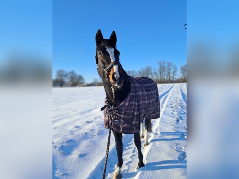 Bavarian Warmblood Mare 13 years 16.1 hh Bay-Dark in Oberpöring