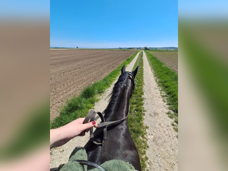 Bavarian Warmblood Mare 13 years 16.1 hh Bay-Dark in Oberpöring