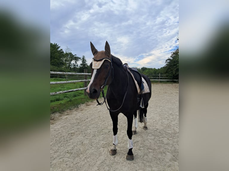 Bavarian Warmblood Mare 13 years 16.1 hh Bay-Dark in Oberpöring