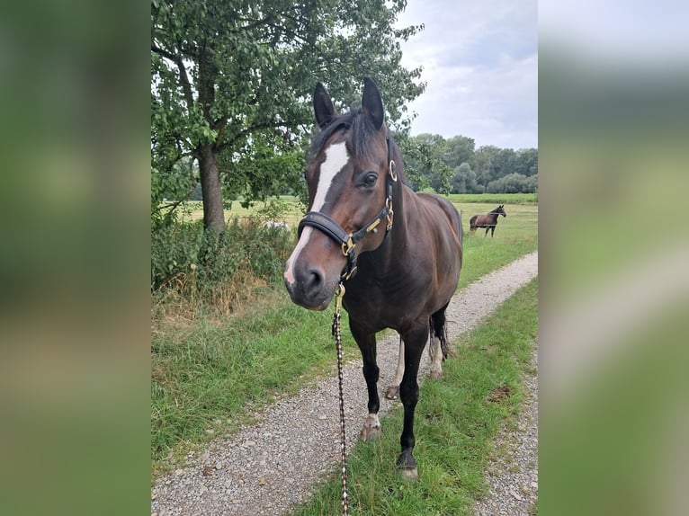 Bavarian Warmblood Mare 13 years 16.1 hh Bay-Dark in Oberpöring