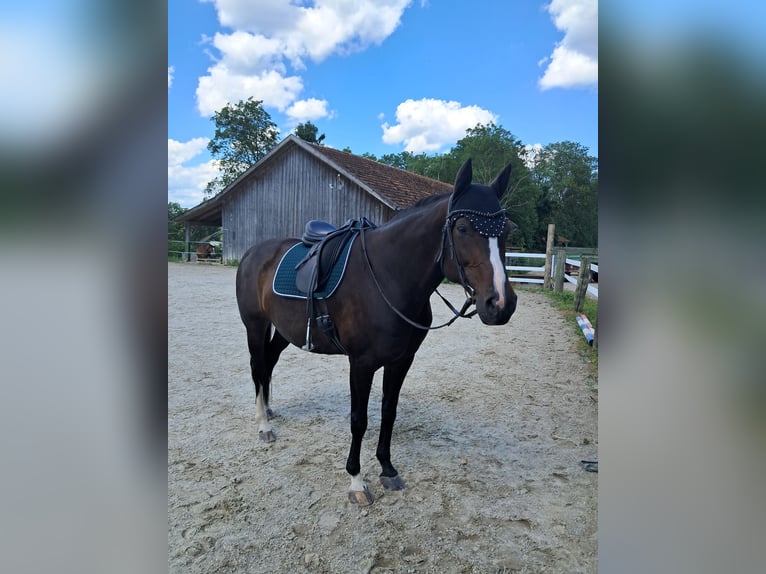 Bavarian Warmblood Mare 13 years 16.1 hh Bay-Dark in Oberpöring