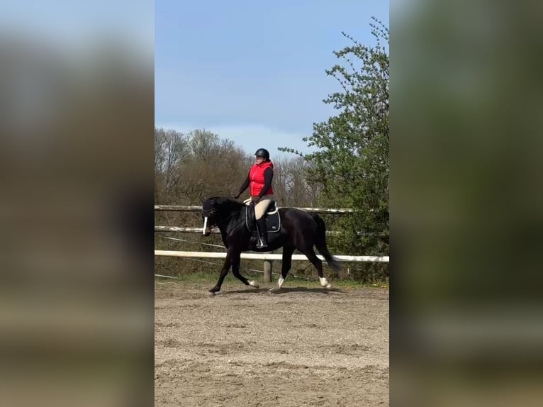 Bavarian Warmblood Mare 13 years 16.1 hh Bay-Dark in Oberpöring