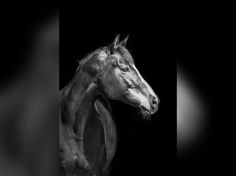 Bavarian Warmblood Mare 13 years 16.1 hh Bay-Dark in Oberpöring