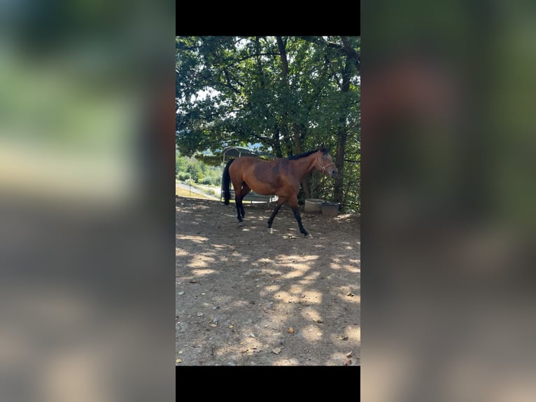 Bavarian Warmblood Mare 13 years 16.1 hh Brown in Schönsee
