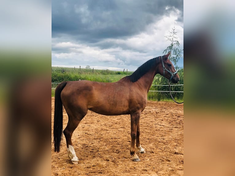 Bavarian Warmblood Mare 13 years 16.1 hh Chestnut in Völklingen