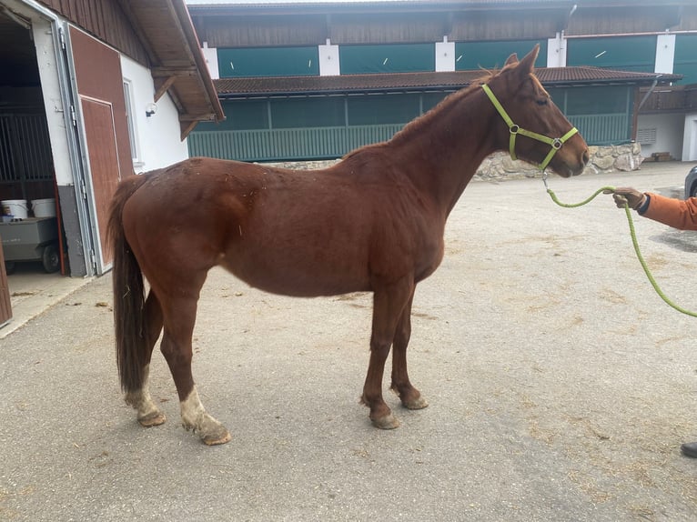 Bavarian Warmblood Mare 13 years 16,1 hh Chestnut-Red in Lechbruck