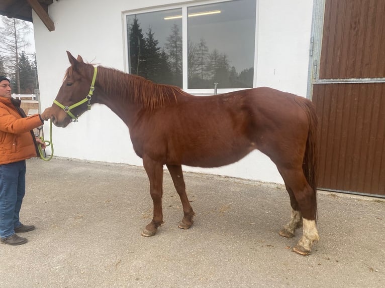 Bavarian Warmblood Mare 13 years 16,1 hh Chestnut-Red in Lechbruck