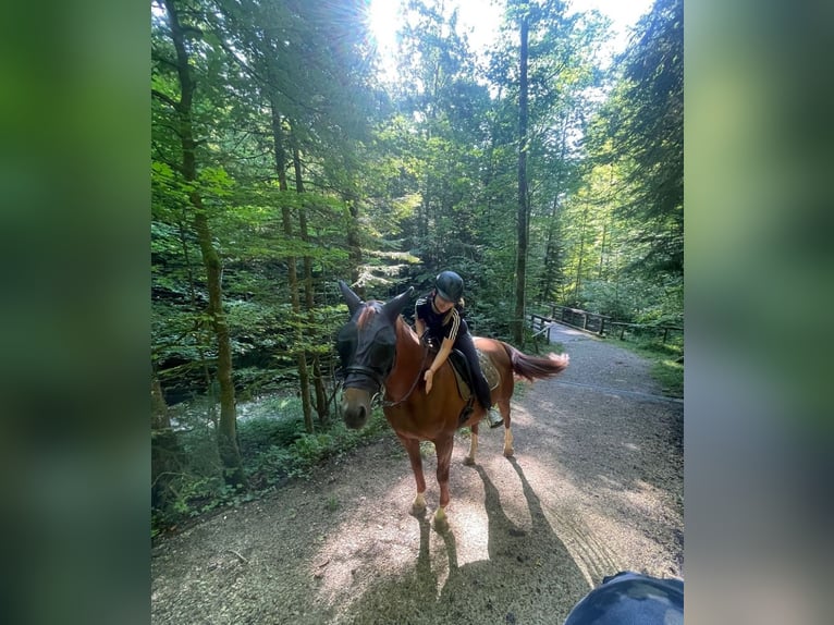 Bavarian Warmblood Mare 13 years 16.1 hh Chestnut-Red in Traunstein