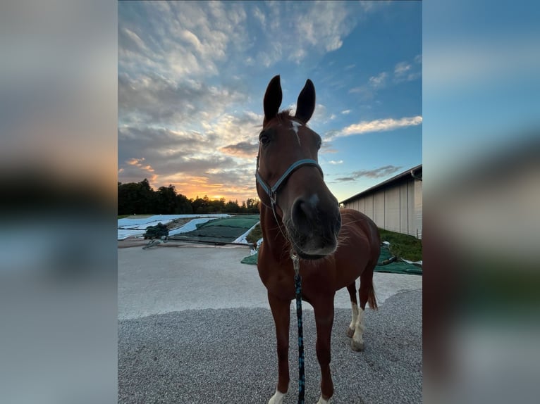 Bavarian Warmblood Mare 13 years 16.1 hh Chestnut-Red in Traunstein