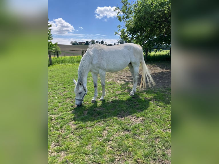Bavarian Warmblood Mare 13 years 16.1 hh Grey in Postmünster
