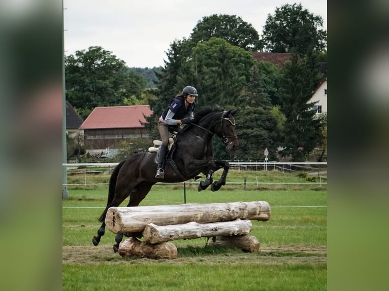 Bavarian Warmblood Mare 13 years 16,2 hh Bay-Dark in Kulmbach