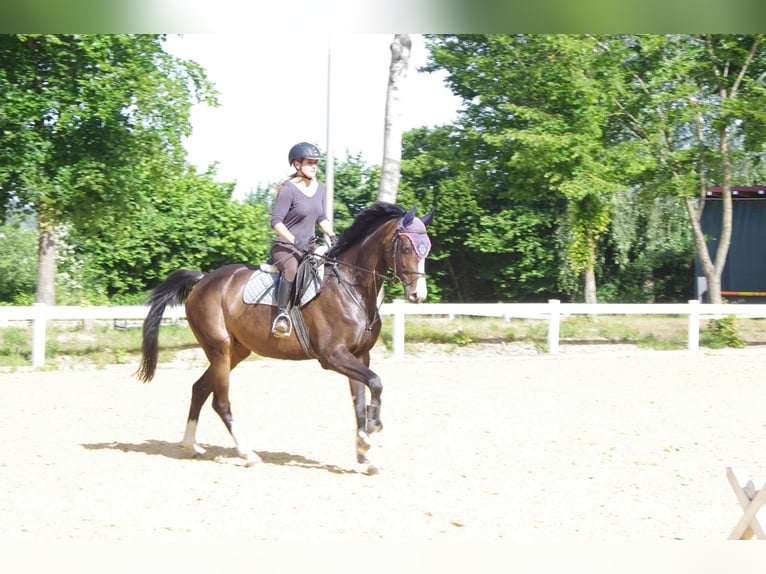 Bavarian Warmblood Mare 13 years 16,2 hh Bay-Dark in Moosburg