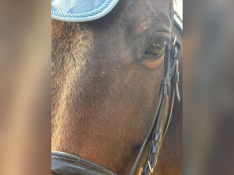 Bavarian Warmblood Mare 13 years 16.3 hh Bay-Dark in Dietersburg