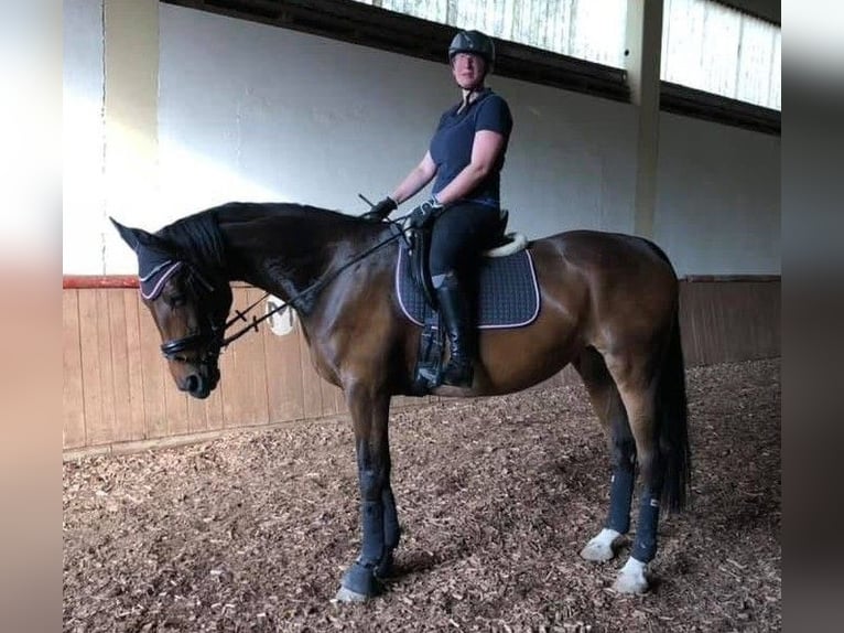 Bavarian Warmblood Mare 13 years 16.3 hh Bay-Dark in Dietersburg
