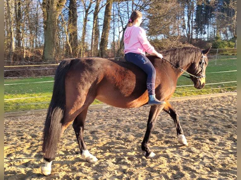 Bavarian Warmblood Mare 13 years 16.3 hh Bay-Dark in Dietersburg