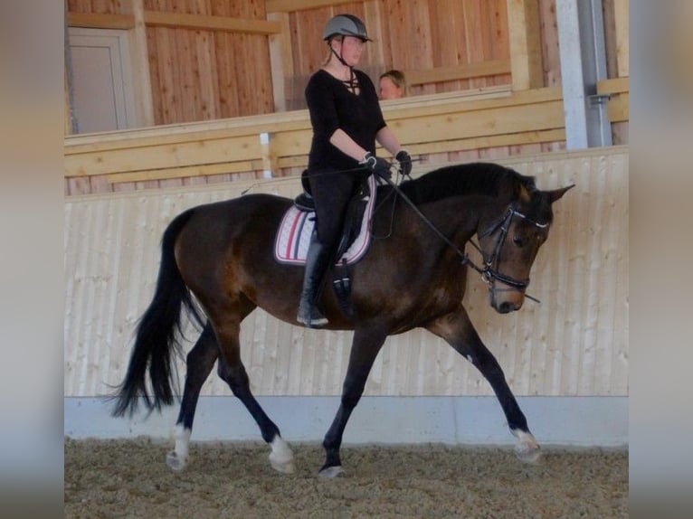 Bavarian Warmblood Mare 13 years 16.3 hh Bay-Dark in Dietersburg