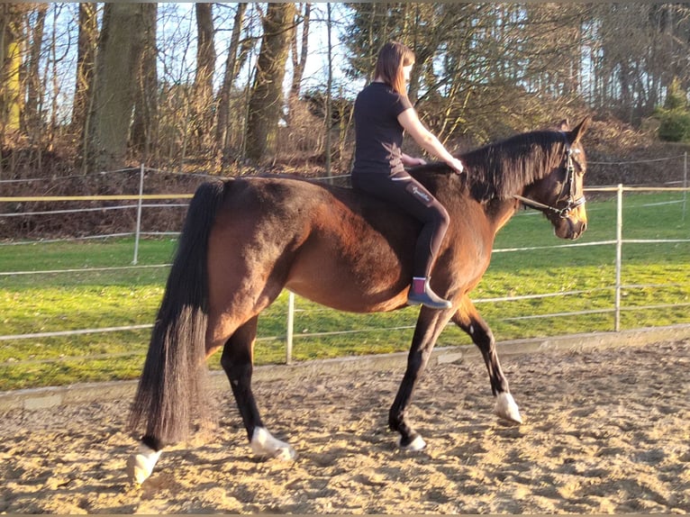 Bavarian Warmblood Mare 13 years 16.3 hh Bay-Dark in Dietersburg