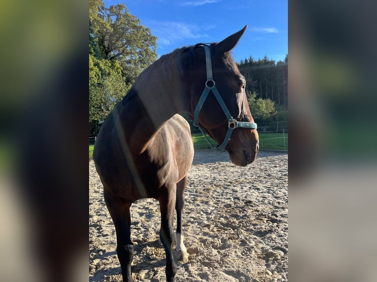 Bavarian Warmblood Mare 13 years 16.3 hh Bay-Dark in Dietersburg
