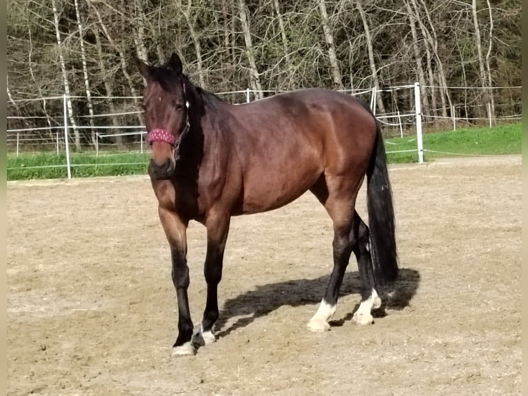 Bavarian Warmblood Mare 13 years 16.3 hh Bay-Dark in Dietersburg