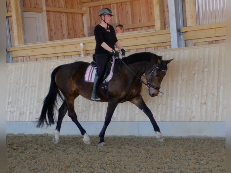 Bavarian Warmblood Mare 13 years 16.3 hh Bay-Dark in Dietersburg