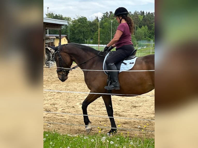 Bavarian Warmblood Mare 13 years 16.3 hh Bay-Dark in Dietersburg