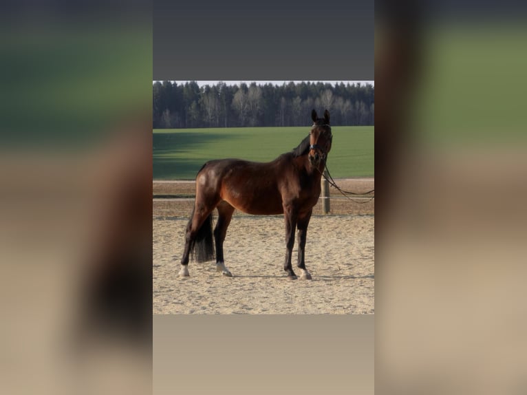Bavarian Warmblood Mare 13 years 16.3 hh Bay-Dark in Dietersburg