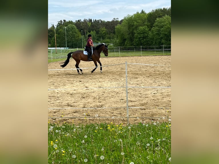 Bavarian Warmblood Mare 13 years 16.3 hh Bay-Dark in Dietersburg
