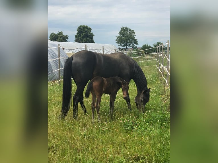 Bavarian Warmblood Mare 13 years 16 hh Bay-Dark in Waldkirch