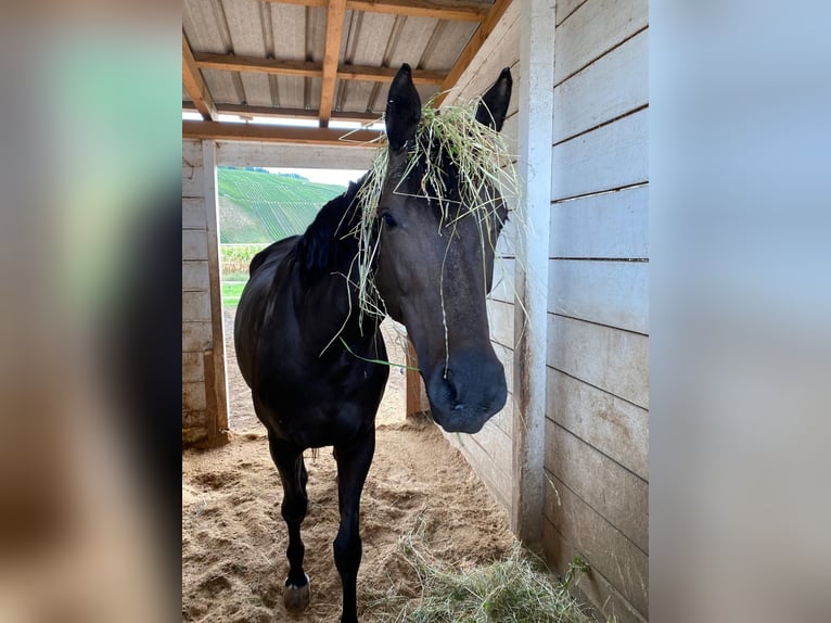 Bavarian Warmblood Mare 13 years 16 hh Bay-Dark in Waldkirch