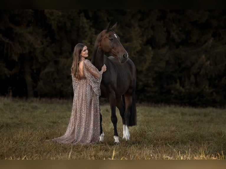 Bavarian Warmblood Mare 13 years 16 hh Bay-Dark in Thiersheim