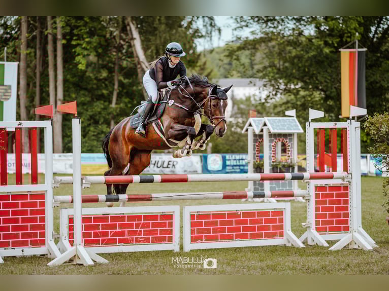 Bavarian Warmblood Mare 13 years 16 hh Bay-Dark in Thiersheim