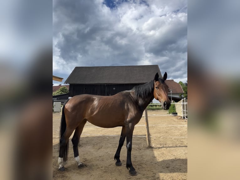 Bavarian Warmblood Mare 13 years 16 hh Brown in Wernberg
