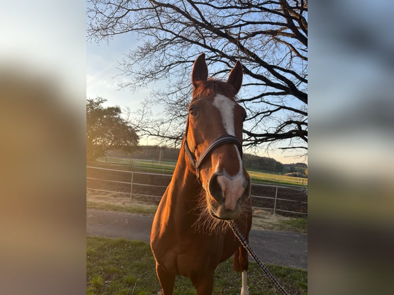 Bavarian Warmblood Mare 13 years 16 hh Chestnut-Red in Dreikirchen