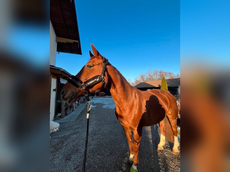 Bavarian Warmblood Mare 13 years 16,1 hh Chestnut-Red in Traunstein
